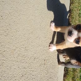 Chihuahua Puppies from Inman Fields