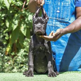 Female 1 - Black brindle female Cane Corso puppy in Willis, Texas from Royal Guardian Cane Corso