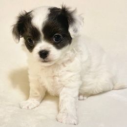 Oreo - Blue and white female Chihuahua puppy in Chino Valley, Arizona from Lane’s Little Longhairs