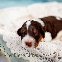 Brick - Phantom male Goldendoodle puppy in Athens, Alabama from Brewing Doodles