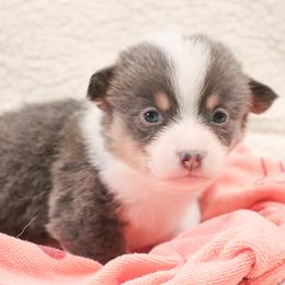 American Corgi, Cardigan Welsh Corgi, and Pembroke Welsh Corgi Puppies from Diamond Corgis