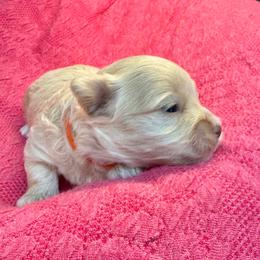Lyric-orange - Apricot female Maltipoo puppy in Howard City, Michigan from Petite Joie Puppies