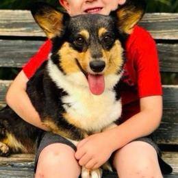 Breeze - Pembroke Welsh Corgi