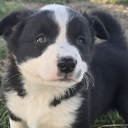 Border Collies from D8 Ranch Border Collies