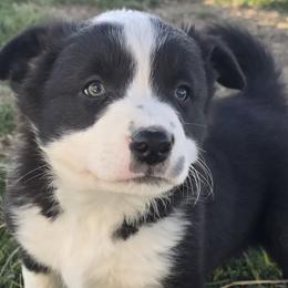 Border Collies from D8 Ranch Border Collies