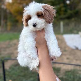 Sleepy - Parti male Goldendoodle puppy in Warsaw, Ohio from Lovabledoodles