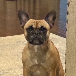 Lilo - French Bulldog