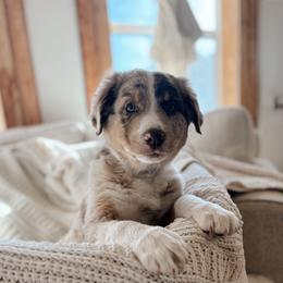 Australian Shepherd Puppies from Canyon River Aussies