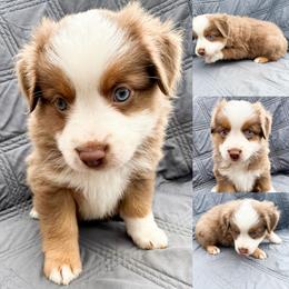 Red tri female 1 - Red tri female Miniature Australian Shepherd puppy in Brooker, Florida from Honey, I Shrunk the Aussies