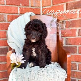 Turquoise - Black and white female Aussiedoodle puppy in Corydon, Indiana from Ridgeline Doodles