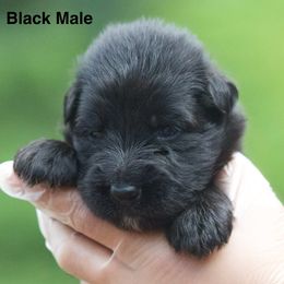 Black male - Black male German Shepherd puppy in Twin Lake, Michigan from VanBlargan German Shepherds