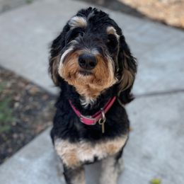 Ruby - Bernedoodle