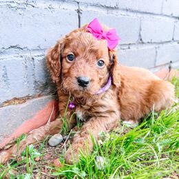 F1B Small Goldendoodle Tulip - Red  female Goldendoodle puppy in Redding, California from Casa Delarosa Poodles & Doodles Collective