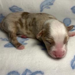 Girl 3 - Red merle female Miniature Australian Shepherd puppy in Ringgold, Louisiana from Barrett's Buddies