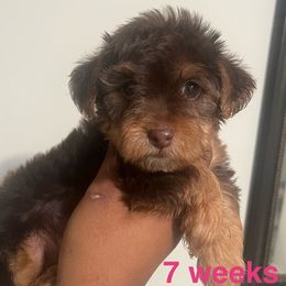 Mocha(Smallest female - Chocolate female Yorkipoo puppy in Shelby, North Carolina from Precious pups dynasty kennel