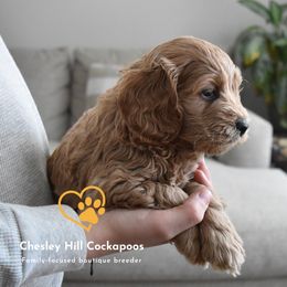 Cockapoo Puppies from Chesley Hill Cockapoos
