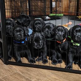 Labrador Retriever Puppies from Steele Caliber Retrievers