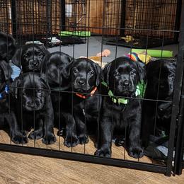 Labrador Retriever Puppies from Steele Caliber Retrievers