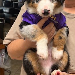 Sirius - Blue merle male Miniature Australian Shepherd puppy in Luling, Texas from Little Wood Toy and Mini Aussies