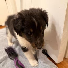 Ryder - Black white and tan male Shetland Sheepdog puppy in Tuscumbia, Alabama from Agee's World of Shelties