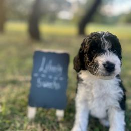 Liberty - Black and white female Aussiedoodle puppy in Eastland, Texas from H5 Mini Doodles