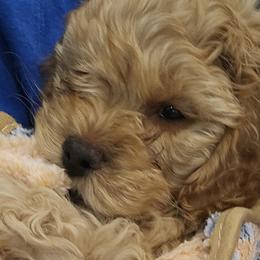 Cockapoos and Goldendoodles from Meghan McKay
