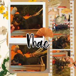 Mac - Black and tan male Dachshund puppy in Sulphur Springs, Texas from Waggin Beach Paradise Doxies