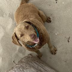 Chesapeake Bay Retrievers from Broken Wagon Farms