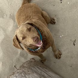 Chesapeake Bay Retrievers from Broken Wagon Farms