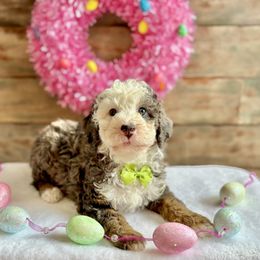Amore - Blue merle male Bernedoodle puppy in Munster, Indiana from Miranda’s Sunshine Poodles and Doodles