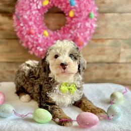 Amore - Blue merle male Bernedoodle puppy in Munster, Indiana from Miranda’s Sunshine Poodles and Doodles