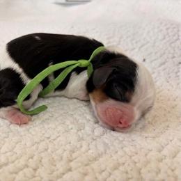 Teddy - Tri-color male Cavalier King Charles Spaniel puppy in Katy, Texas from True Heart Cavaliers LLC