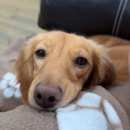 Lucy - Dachshund