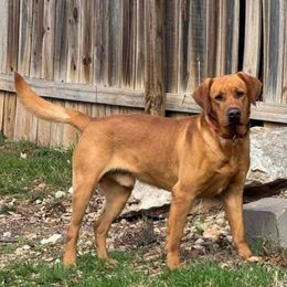 Colt - Labrador Retriever