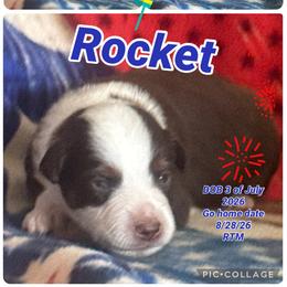 Rocket - Red tri-color male Miniature American Shepherd puppy in Lewiston, Idaho from Clearwater Miniature American Shepherd