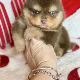 Charlie - Chocolate and tan male Pomeranian puppy in Kilgore, Texas from 5 Star Poms