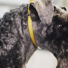 Kerry Blue Terriers from Black Sails
