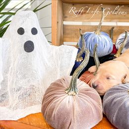 Golden Retriever Puppies from Ruff Life Goldens