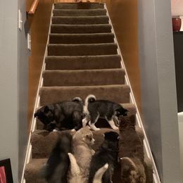 Siberian Husky Puppies from Myths and Legends Siberian Huskies