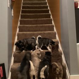 Siberian Husky Puppies from Myths and Legends Siberian Huskies