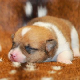 Sable Girl - Sable and white female American Corgi puppy in Clovis, New Mexico from Sweet & Salty Cowdogs
