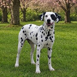 Hali - Dalmatian