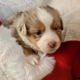 Miniature American Shepherds from Rockin TM Kennel