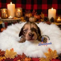 Atlas - Cream male Dachshund puppy in Waverly, Ohio from Always Faithful Dachshunds