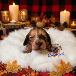Atlas - Cream male Dachshund puppy in Waverly, Ohio from Always Faithful Dachshunds