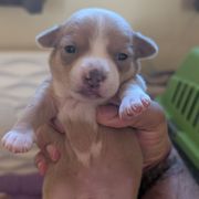 Ekko - Sporty Mix puppy in Glen Burnie, Maryland from Dauntless Chihuahuas