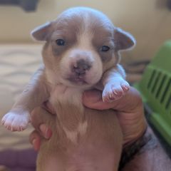 Ekko - Sporty Mix puppy in Glen Burnie, Maryland from Dauntless Chihuahuas