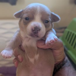 Ekko - Sporty Mix puppy in Glen Burnie, Maryland from Dauntless Chihuahuas