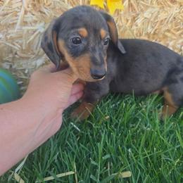 Birdie - Dapple female Dachshund puppy in West Haven, Utah from Doxie Trails LLC