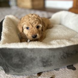 Girl 3 - Apricot Goldendoodle puppy in Bradenton, Florida from Doodle Acres
